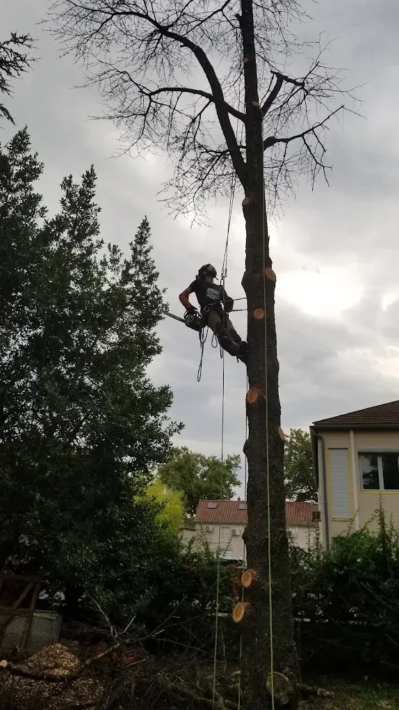 Élagueur démontant un arbre mort près d'une maison, sous un ciel gris