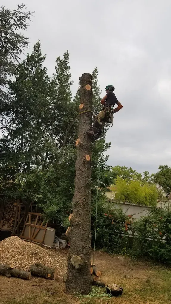 Élagueur encordé en haut d'un tronc coupé par tronçons dans un jardin