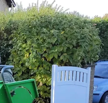 Haie dense à tailler en bordure d'une allée